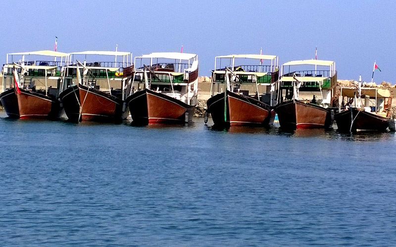 Dhow-visits-to-Musandam