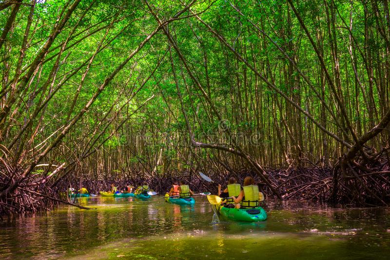 Mangroves Jungle Activity