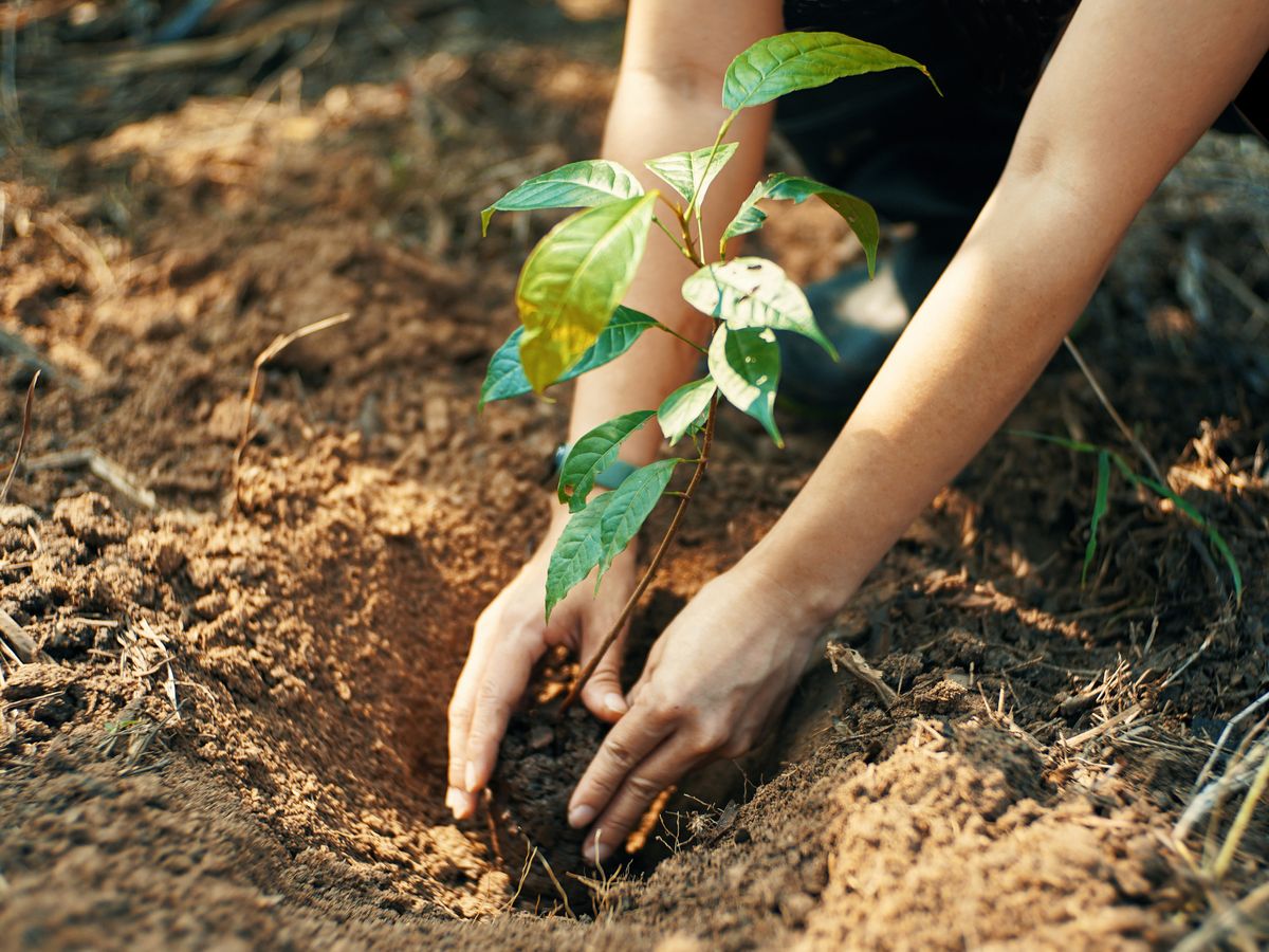 Tree Planting Activities