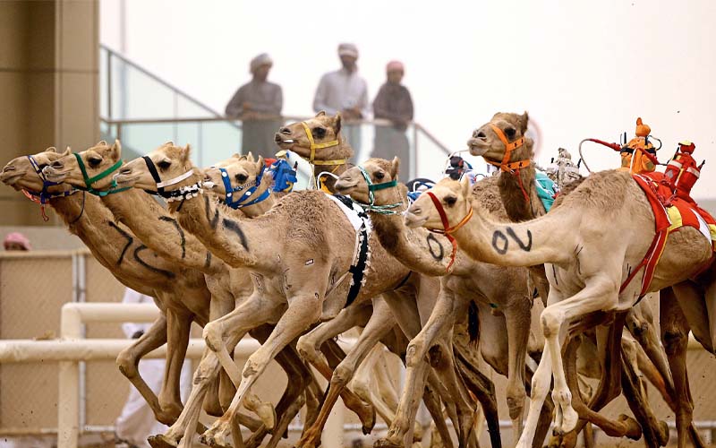 Come to Al Marmoom to See the Camel Races