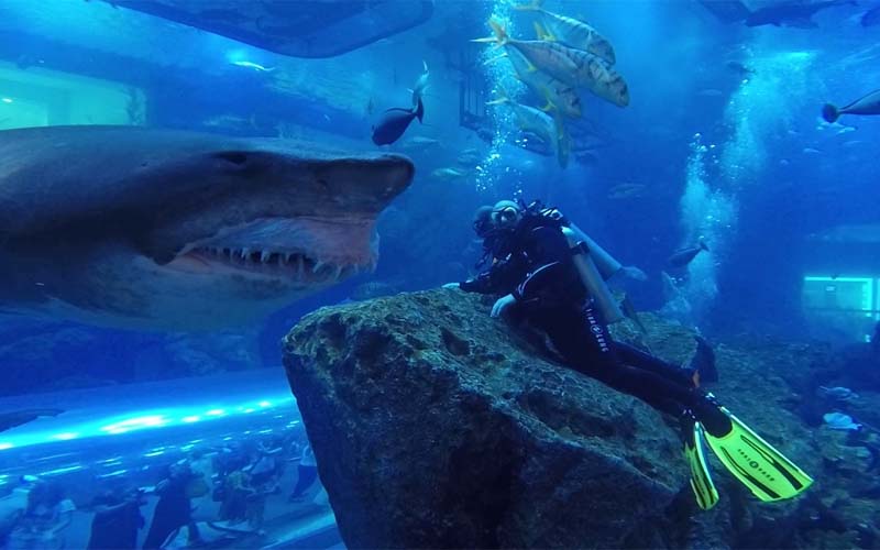 Shark Encounter at Dubai Aquarium